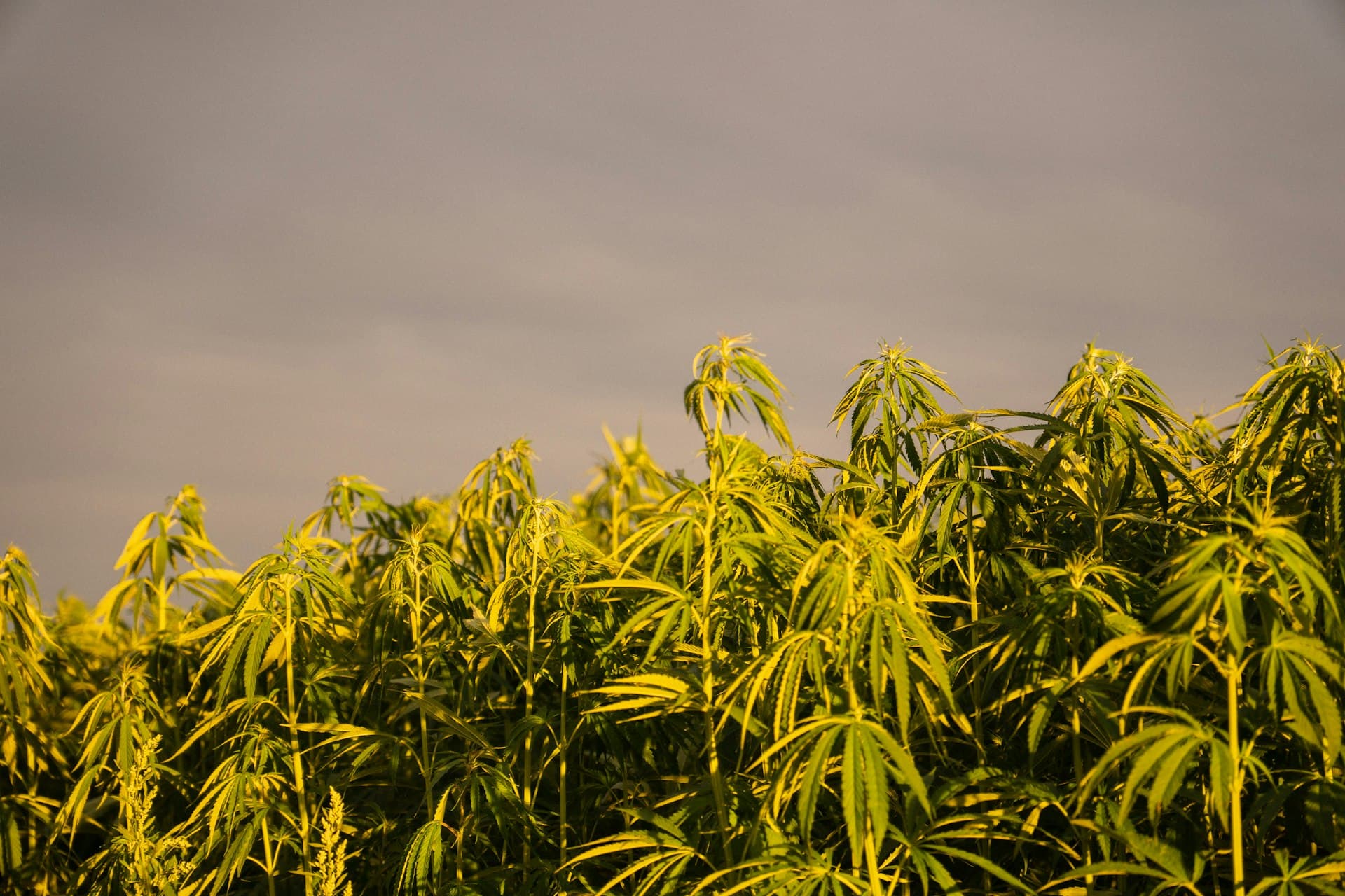 Hanfpflanzen im Sonnenlicht – Blatt Bar Cannabis Social Club Magdeburg