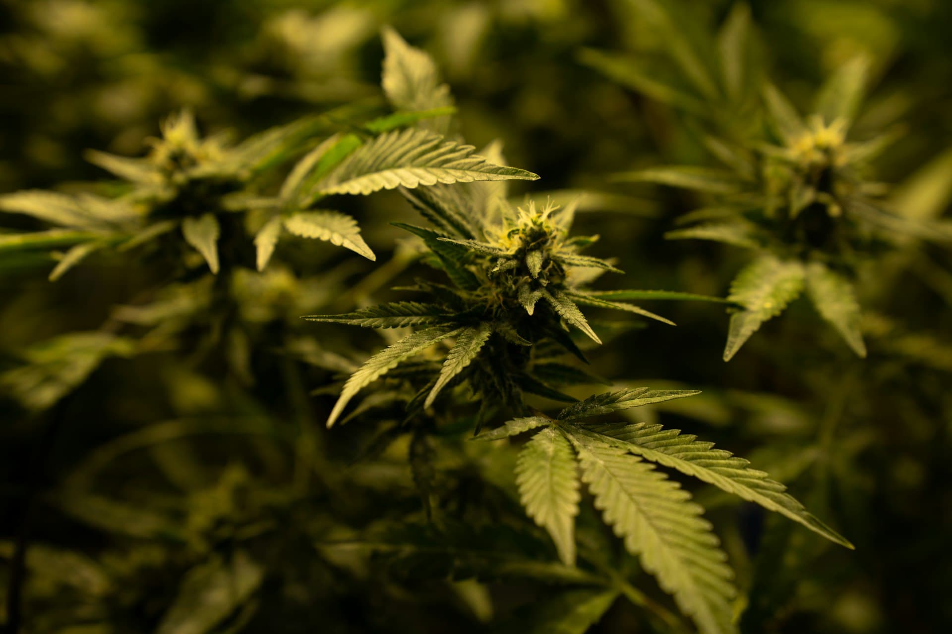 Cannabis-Pflanzen im Gewächshaus – Anbau in Vereinshand